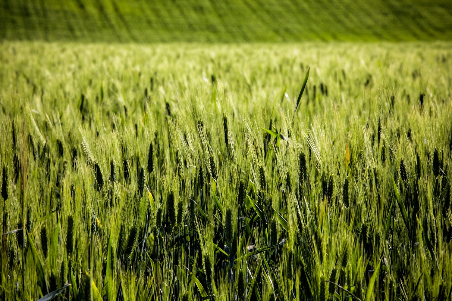 Master Monochromatic Color to Evoke Emotion in Your Photography