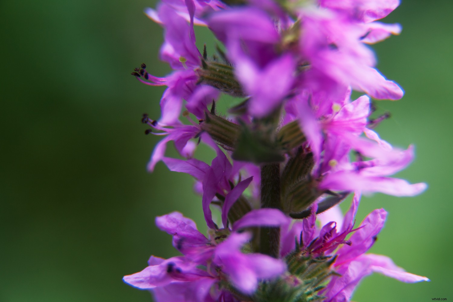 Mastering Colors Series: The Psychology, History, and Power of Purple in Photography