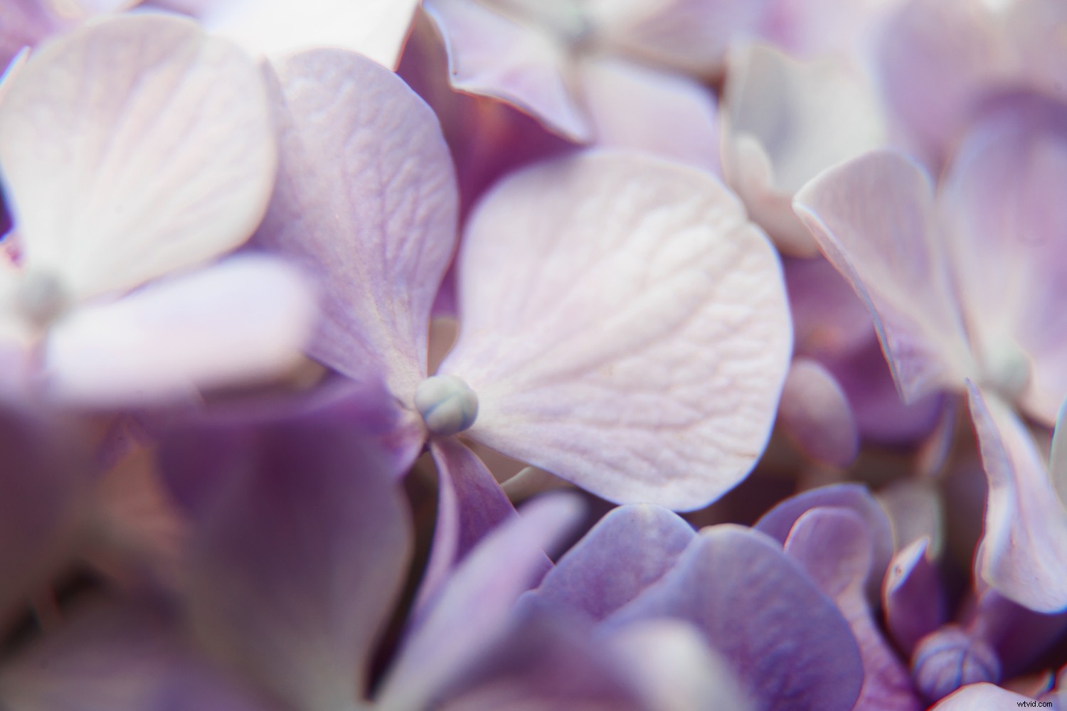 Mastering Colors Series: The Psychology, History, and Power of Purple in Photography