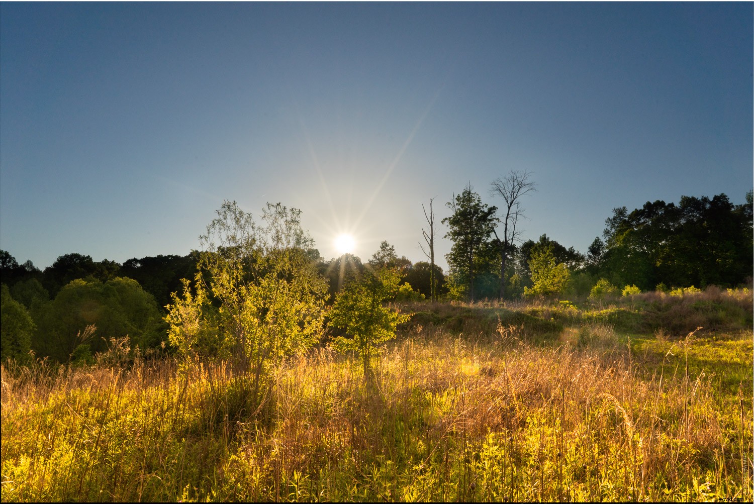 Master Shooting into the Sun: Easy Hack & Pro Image Processing Guide