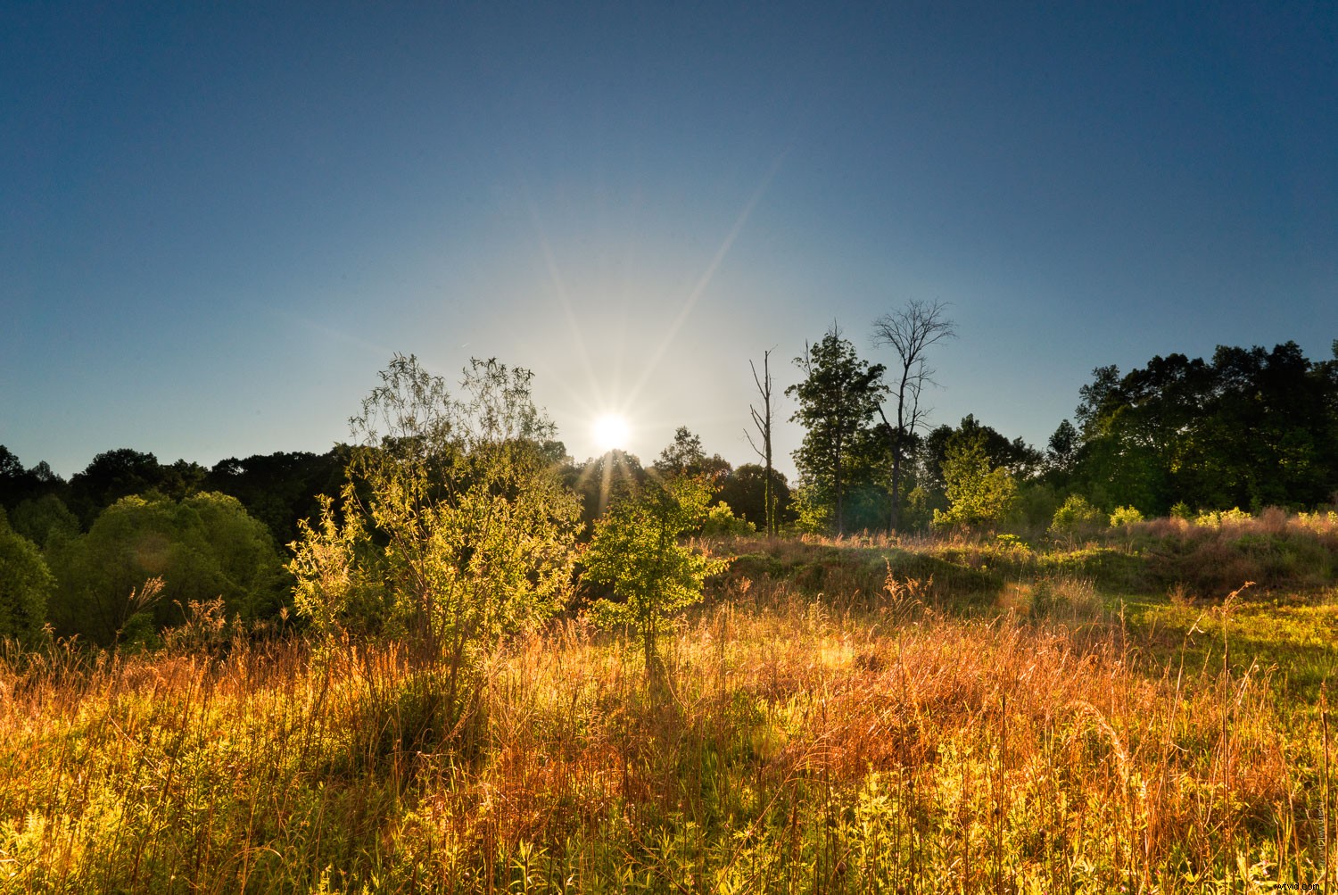 Master Shooting into the Sun: Easy Hack & Pro Image Processing Guide