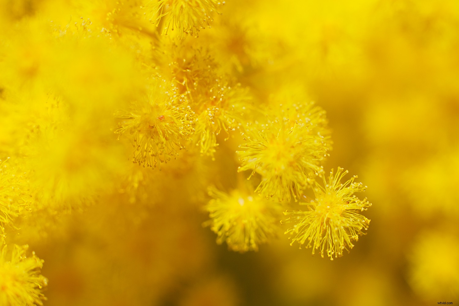 The Timeless Legacy of Flowers in Art and Photography: Historical Insights