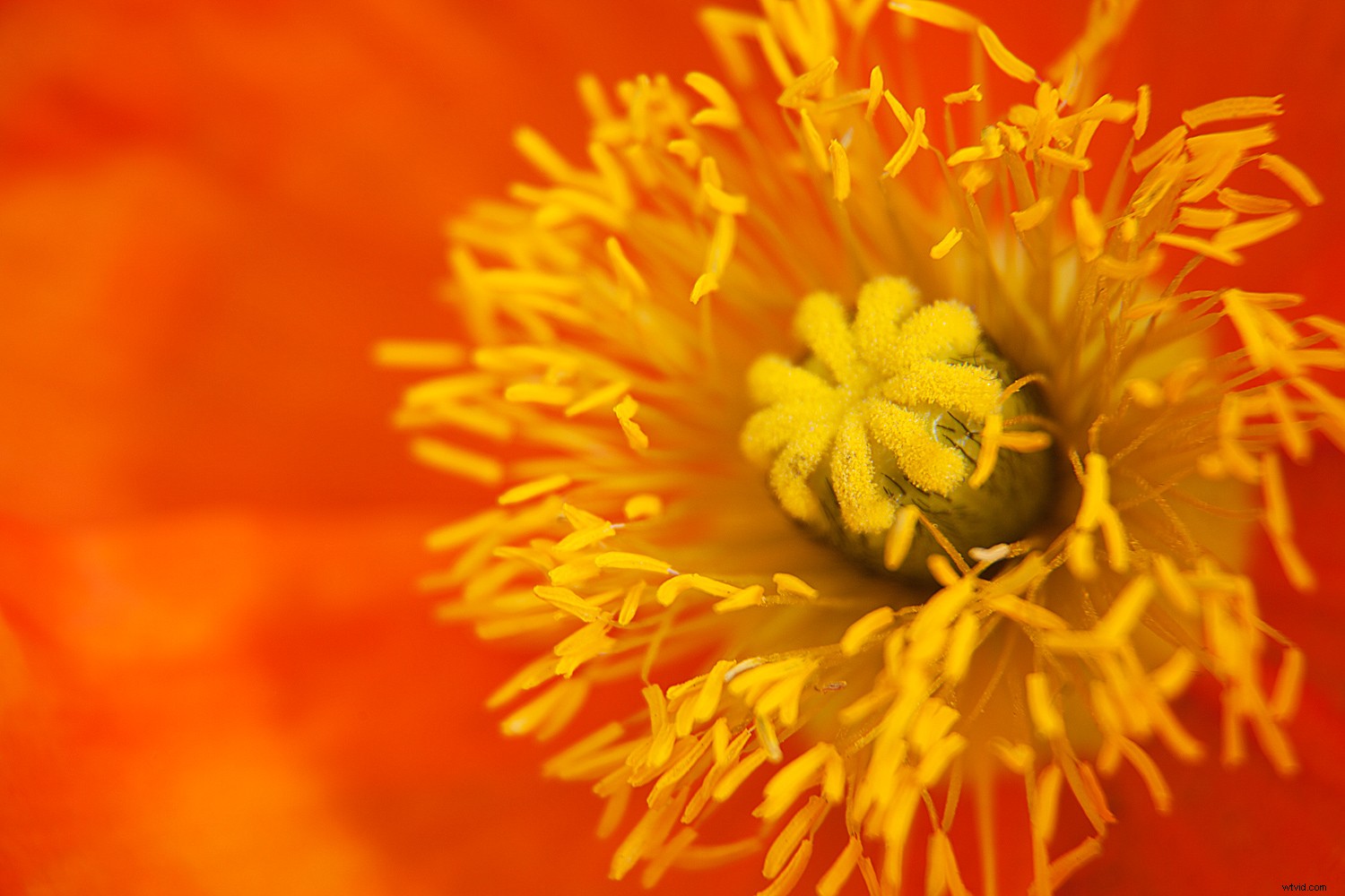 The Timeless Legacy of Flowers in Art and Photography: Historical Insights