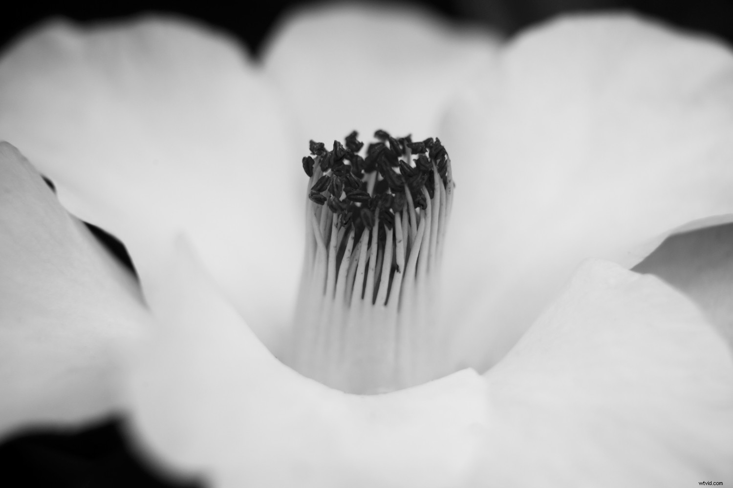 The Timeless Legacy of Flowers in Art and Photography: Historical Insights