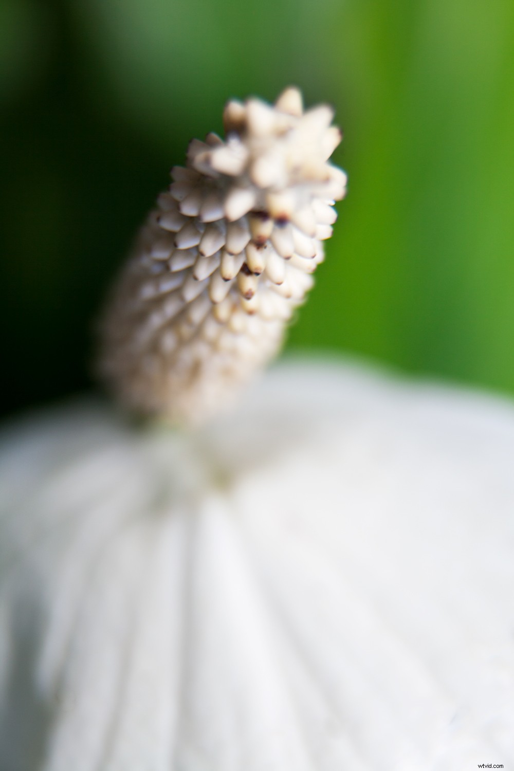 The Timeless Legacy of Flowers in Art and Photography: Historical Insights