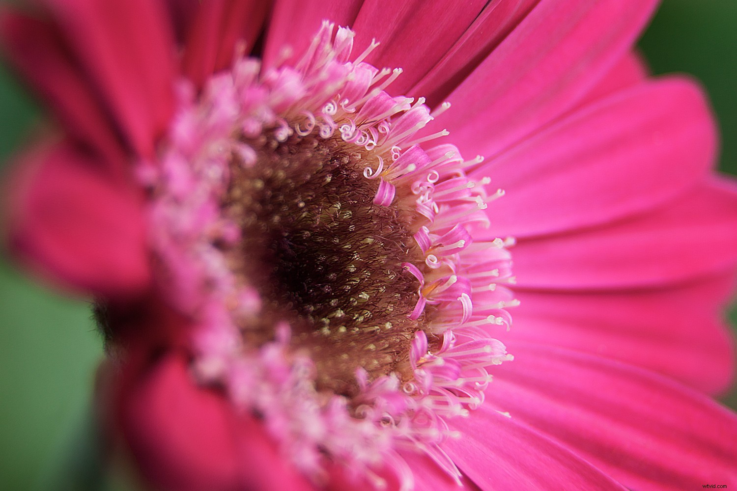 The Timeless Legacy of Flowers in Art and Photography: Historical Insights