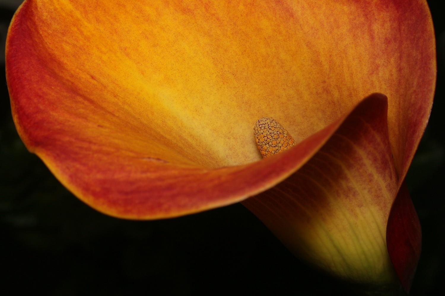 Capture Stunning Flower Photos Without a Macro Lens: Expert Tips