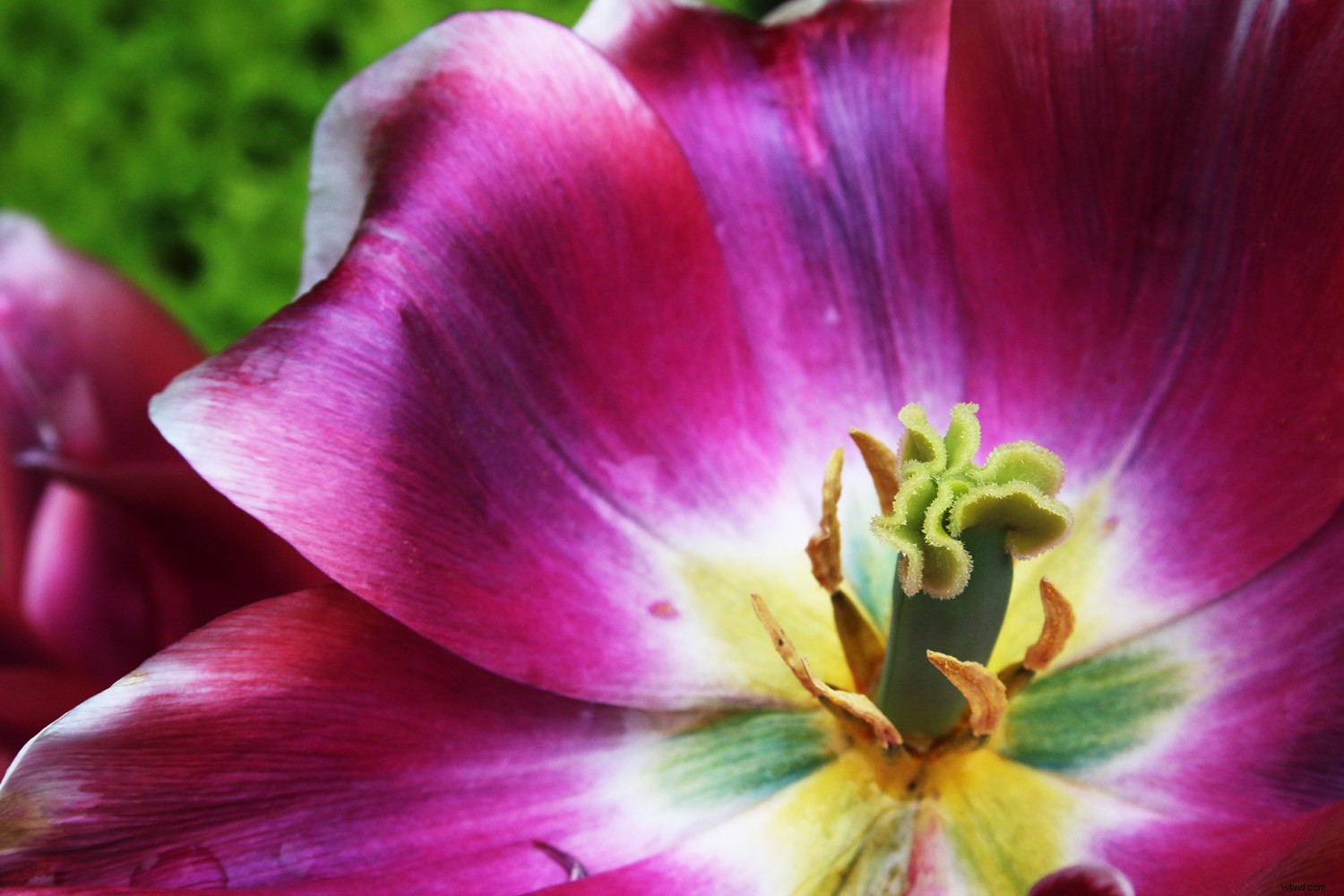 Capture Stunning Flower Photos Without a Macro Lens: Expert Tips