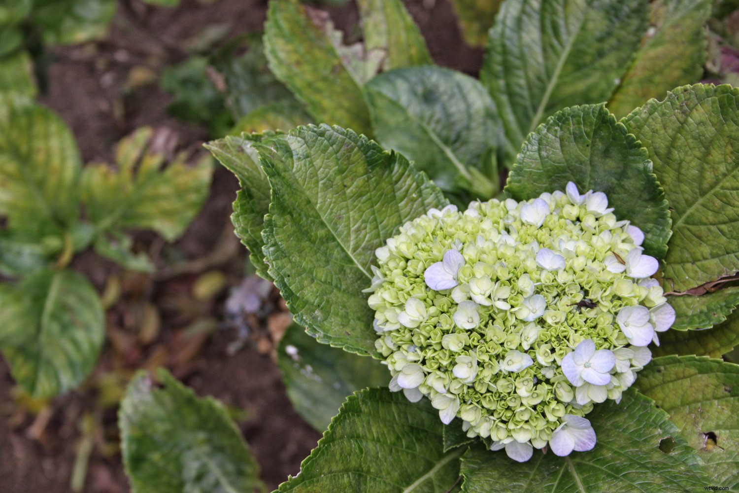 Capture Stunning Flower Photos Without a Macro Lens: Expert Tips