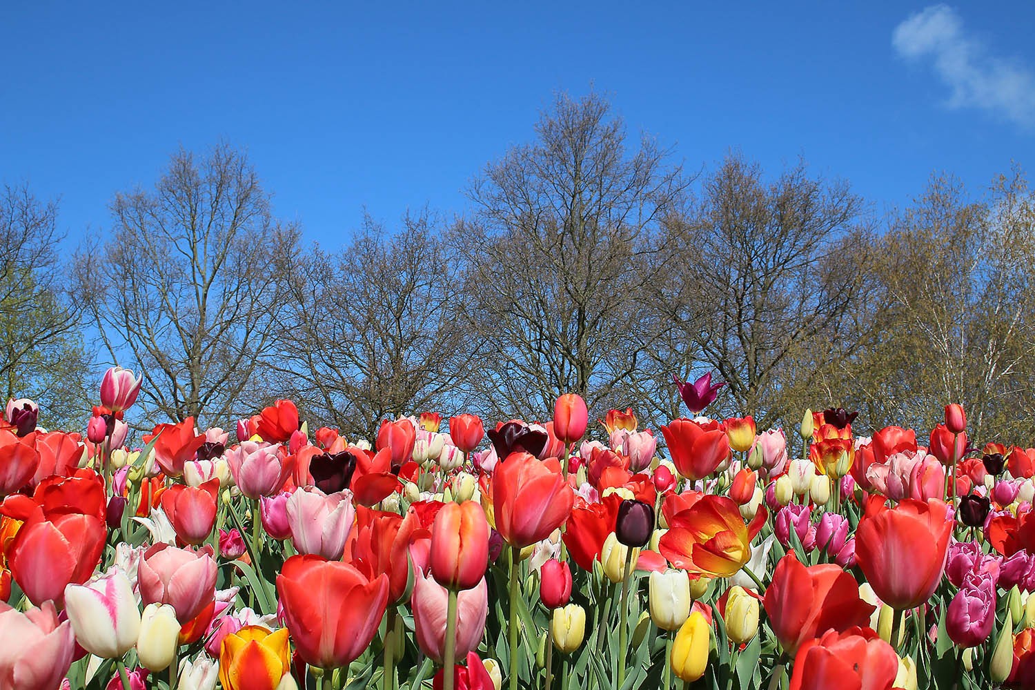 Capture Stunning Flower Photos Without a Macro Lens: Expert Tips