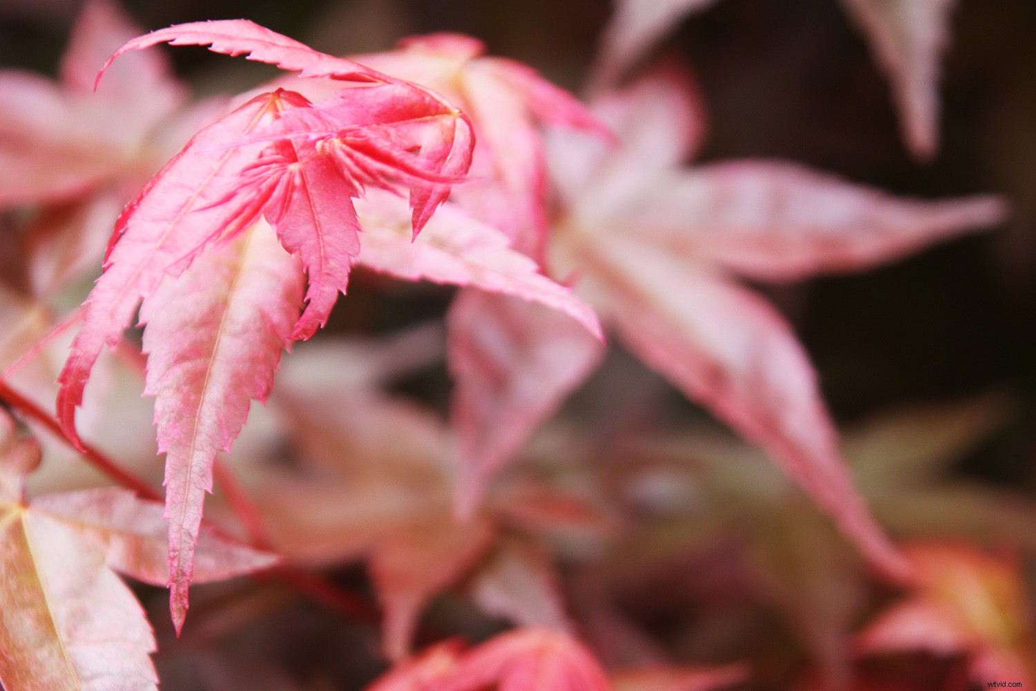 Capture Stunning Flower Photos Without a Macro Lens: Expert Tips