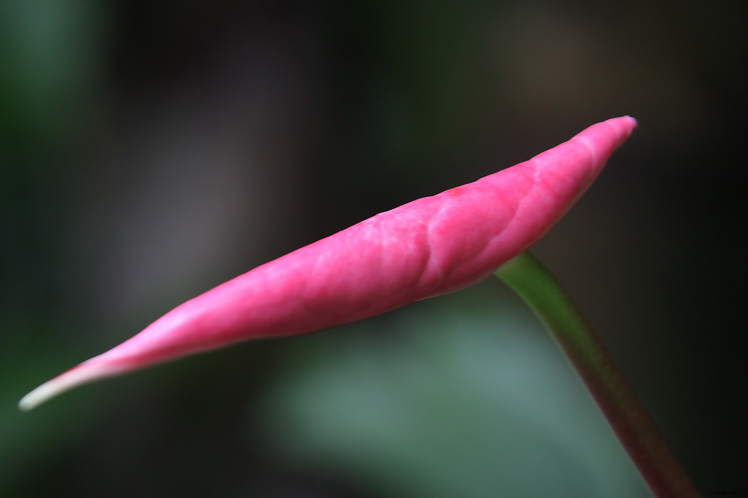 Capture Stunning Flower Photos Without a Macro Lens: Expert Tips