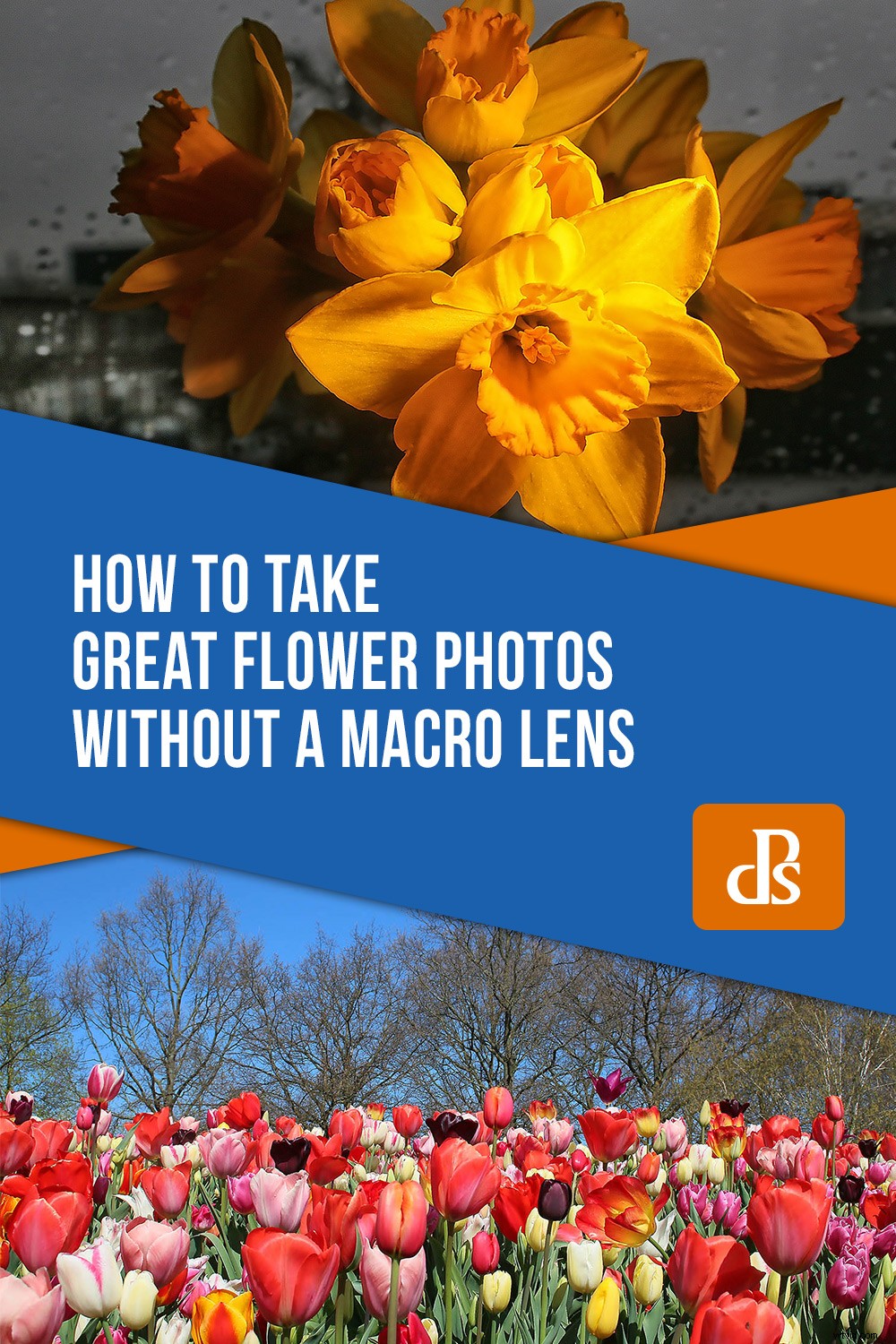 Capture Stunning Flower Photos Without a Macro Lens: Expert Tips