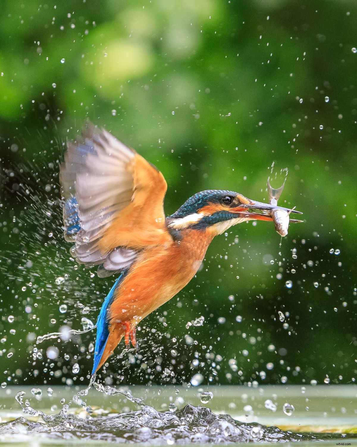 Stunning Kingfisher Fish Catch: Pro Photographer s Camera Settings & Behind-the-Scenes Tips