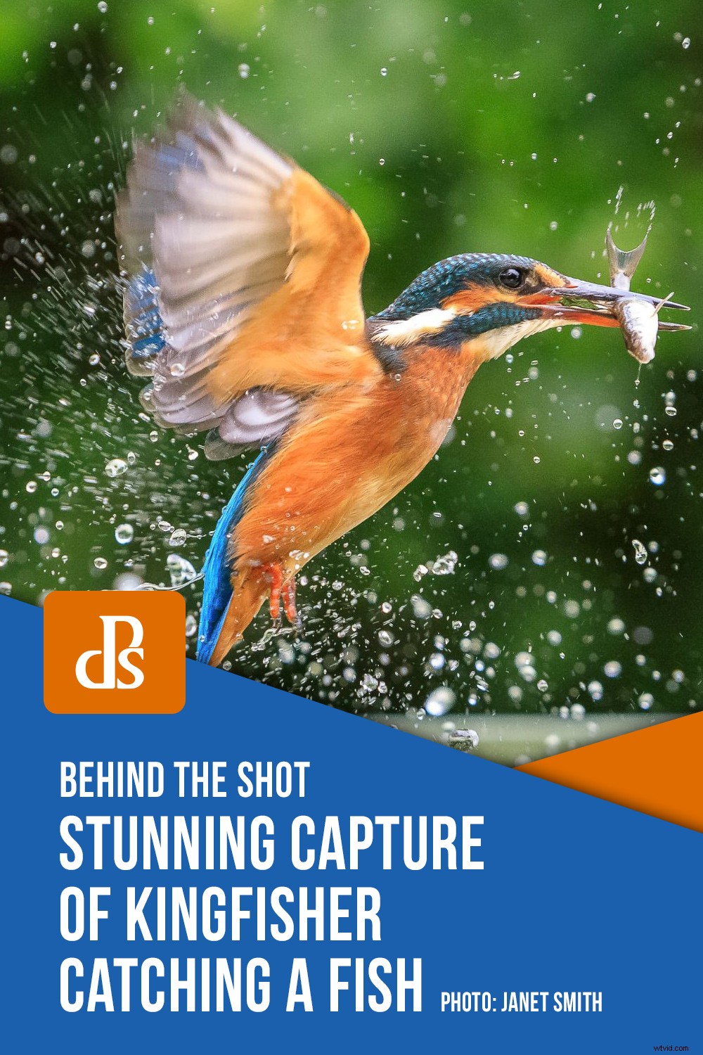 Stunning Kingfisher Fish Catch: Pro Photographer s Camera Settings & Behind-the-Scenes Tips