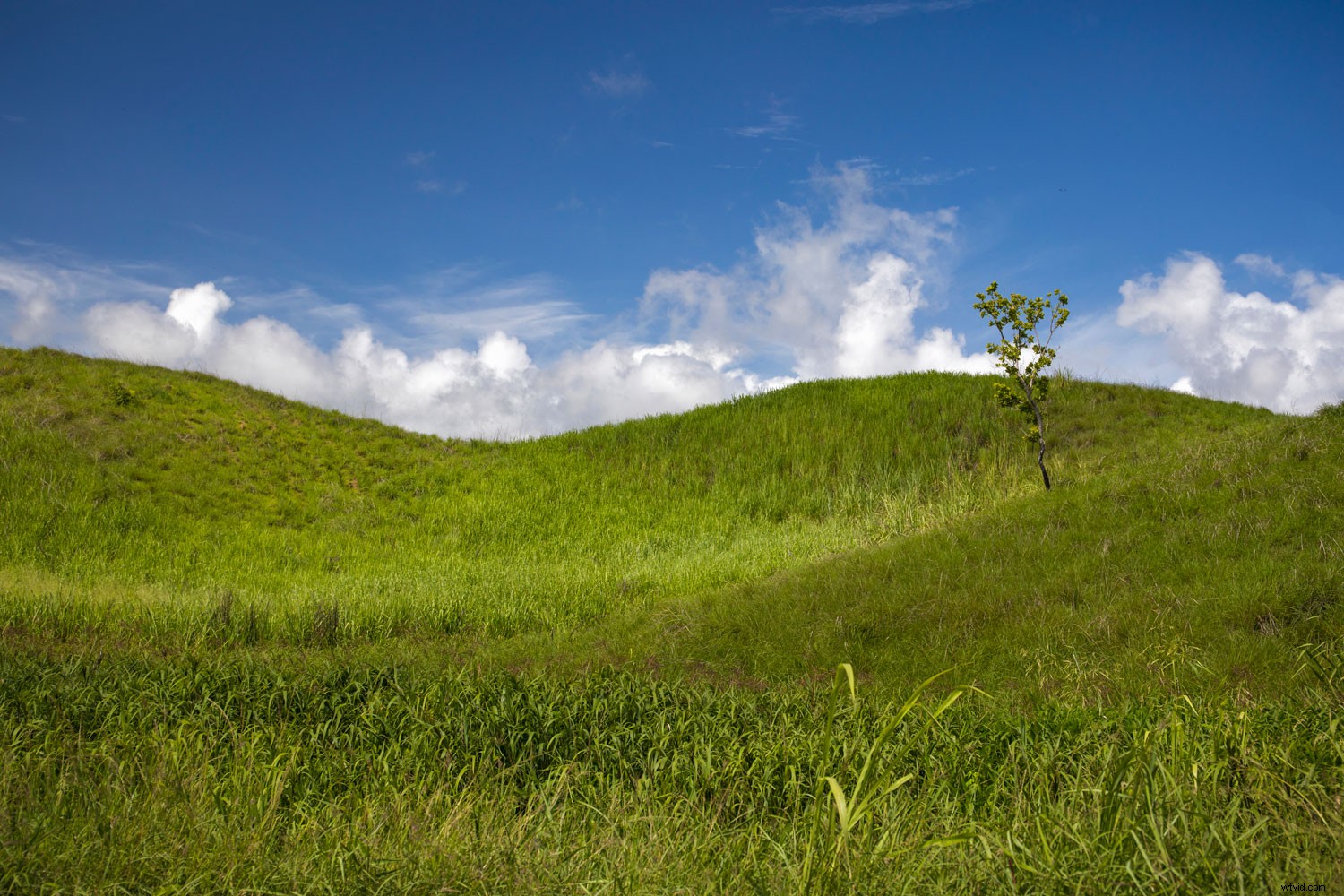 Master Vibrant Colors in Photography: Expert Tips for Stunning Results