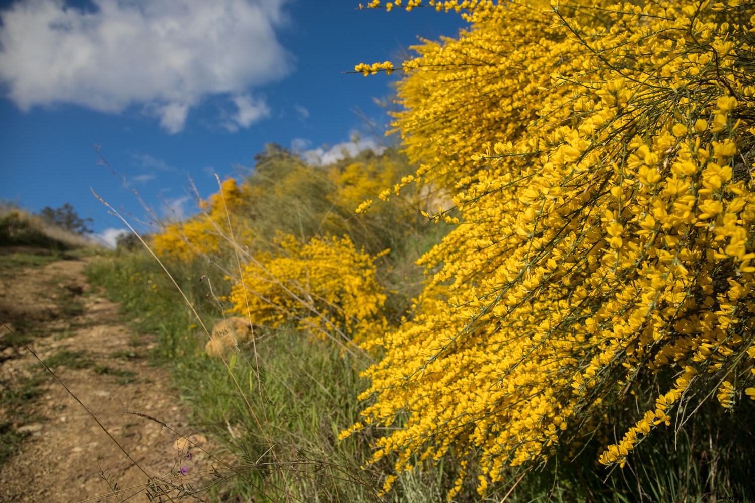 Master Vibrant Colors in Photography: Expert Tips for Stunning Results