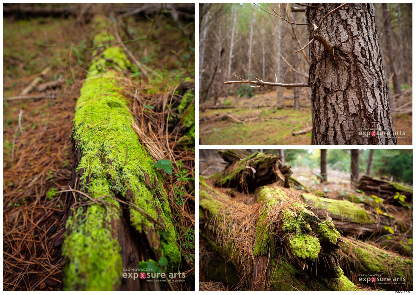 Weekly Photography Challenge: Capture the Majestic Beauty of Forests