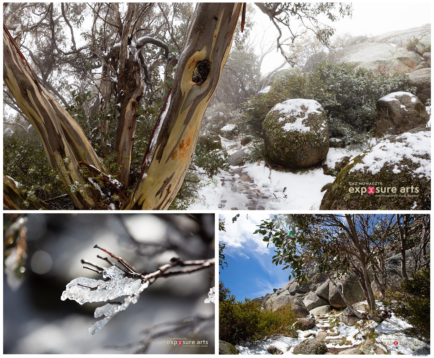 Weekly Photography Challenge: Capture the Majestic Beauty of Forests