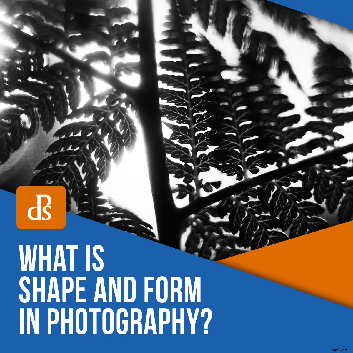 Shape vs. Form in Photography: Key Differences and How to Use Them