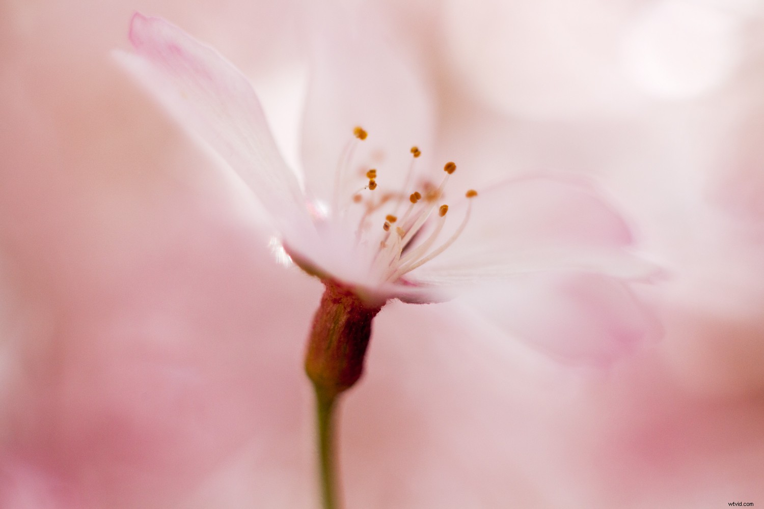 Shape vs. Form in Photography: Key Differences and How to Use Them