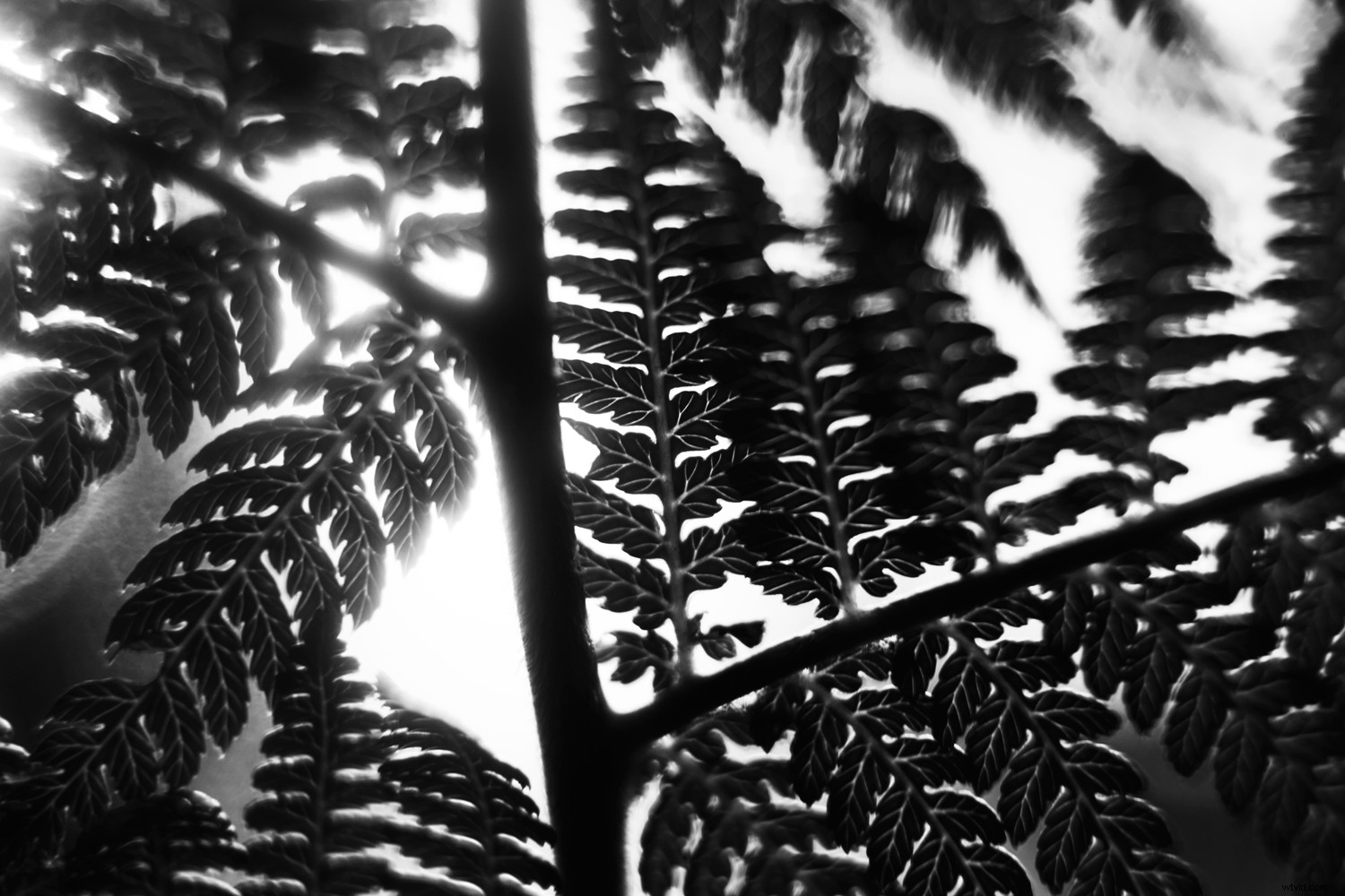 Shape vs. Form in Photography: Key Differences and How to Use Them