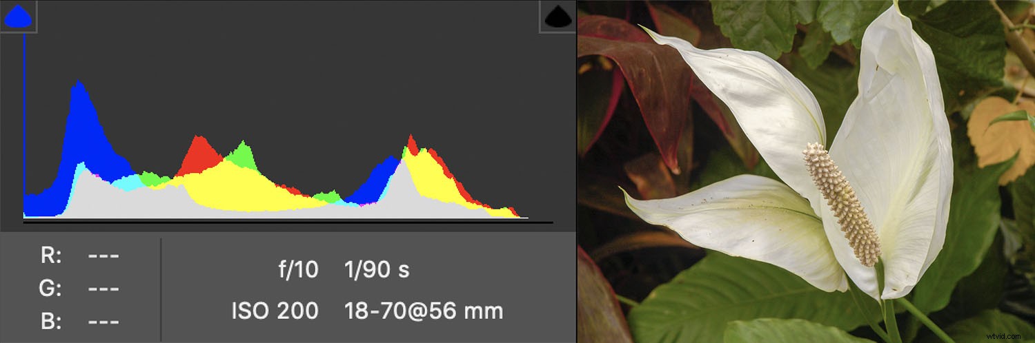 Why Overcast Days Deliver the Best Light for Photography: Capture Stunning Details