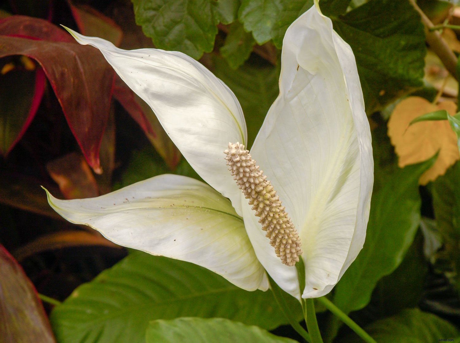 Why Overcast Days Deliver the Best Light for Photography: Capture Stunning Details