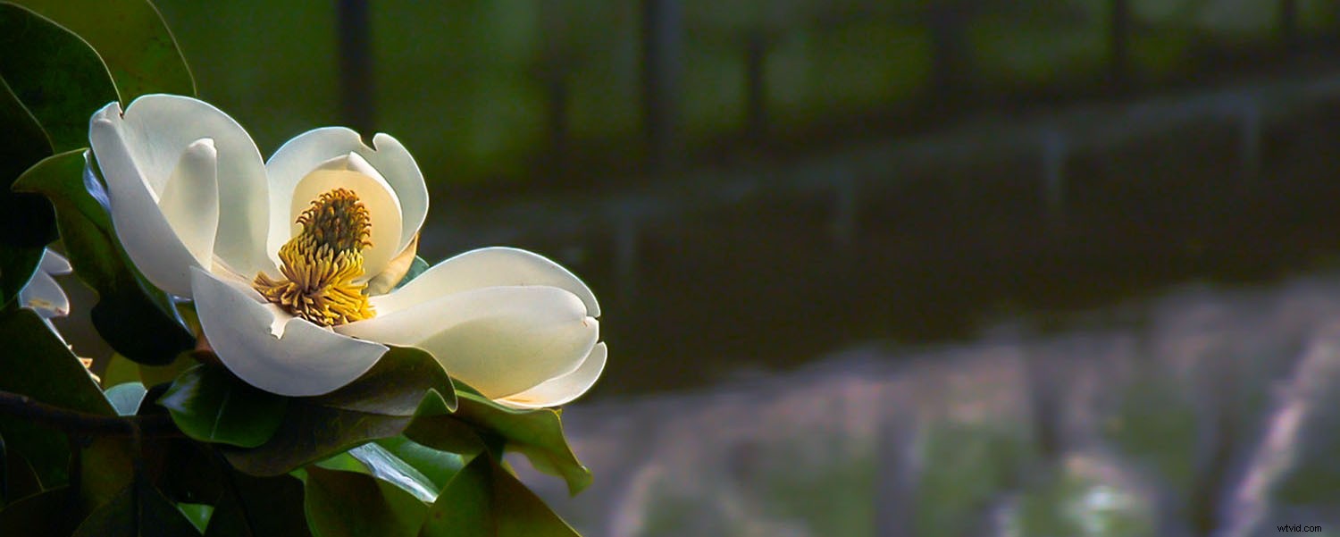 Why Overcast Days Deliver the Best Light for Photography: Capture Stunning Details