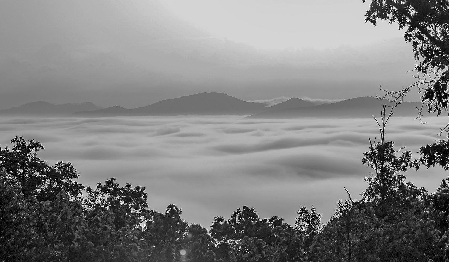 Why Overcast Days Deliver the Best Light for Photography: Capture Stunning Details