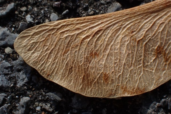 Olympus Tough TG-6 Review: The Ultimate Rugged Camera for Adventures