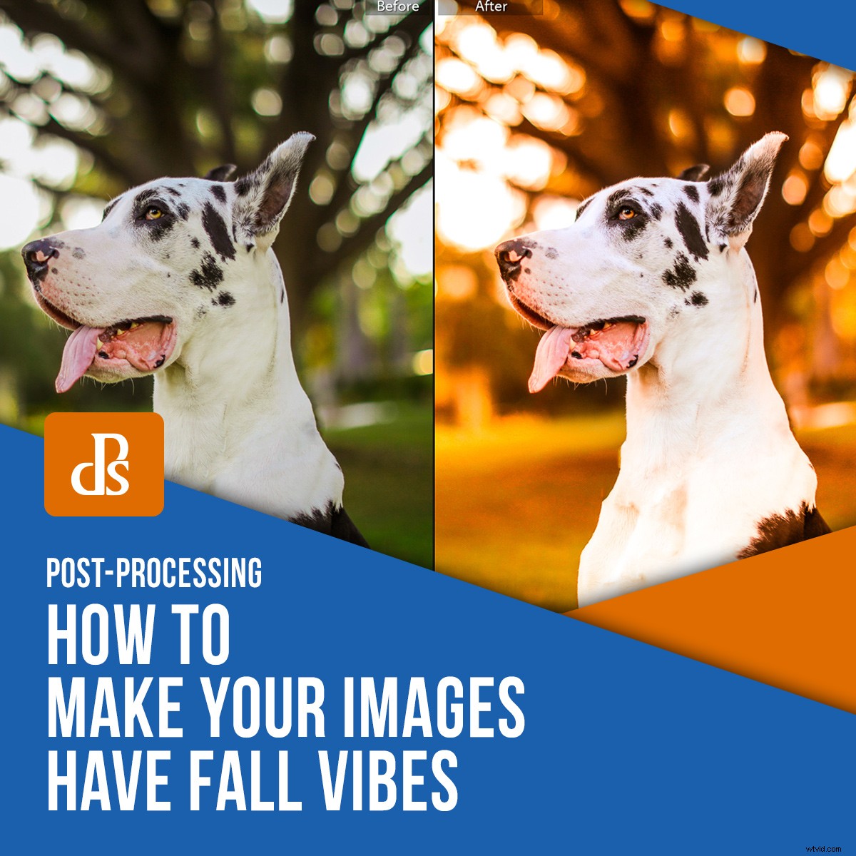 Unlock Fall Magic: Edit Your Photos for Stunning Autumn Vibes Anywhere