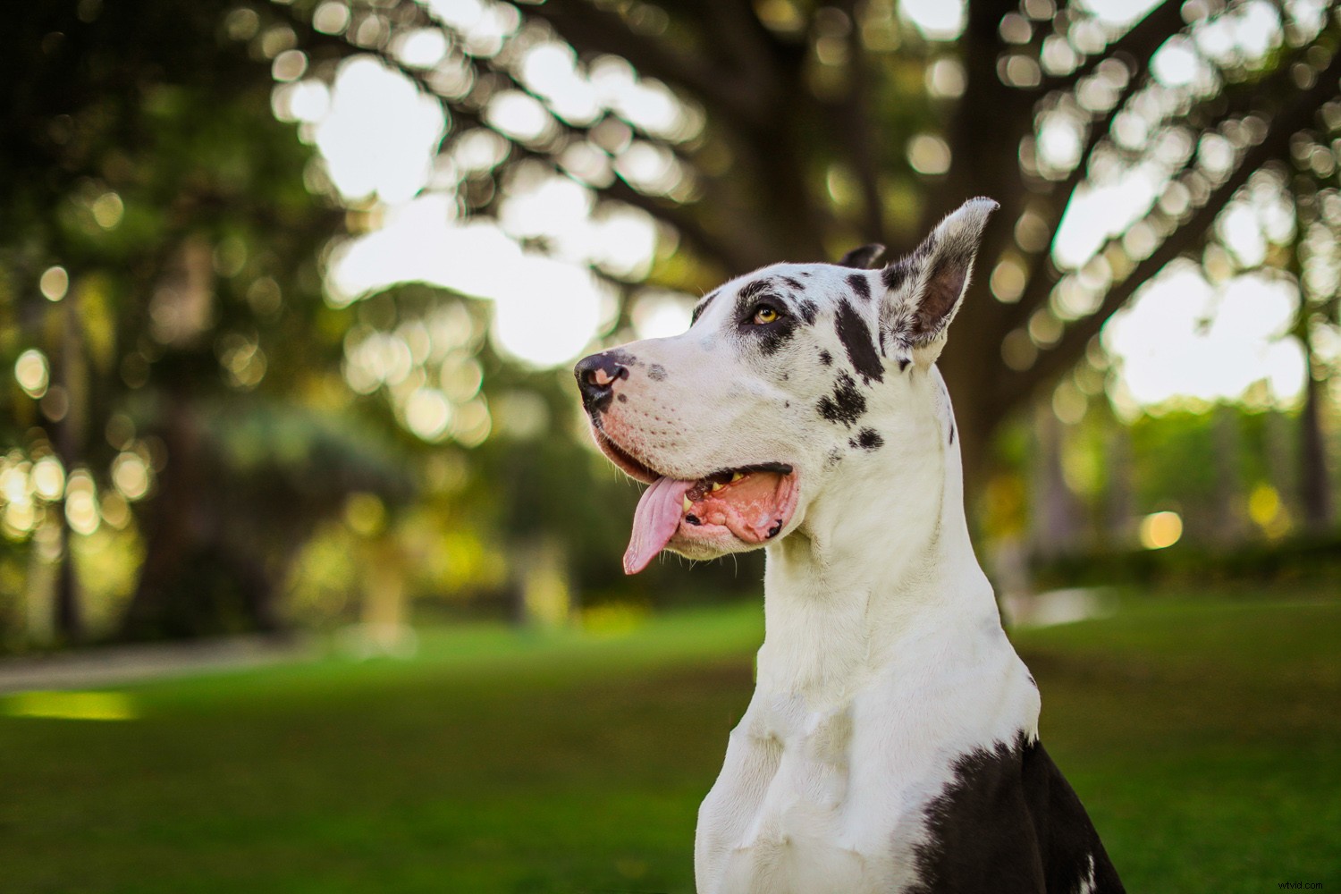 Unlock Fall Magic: Edit Your Photos for Stunning Autumn Vibes Anywhere