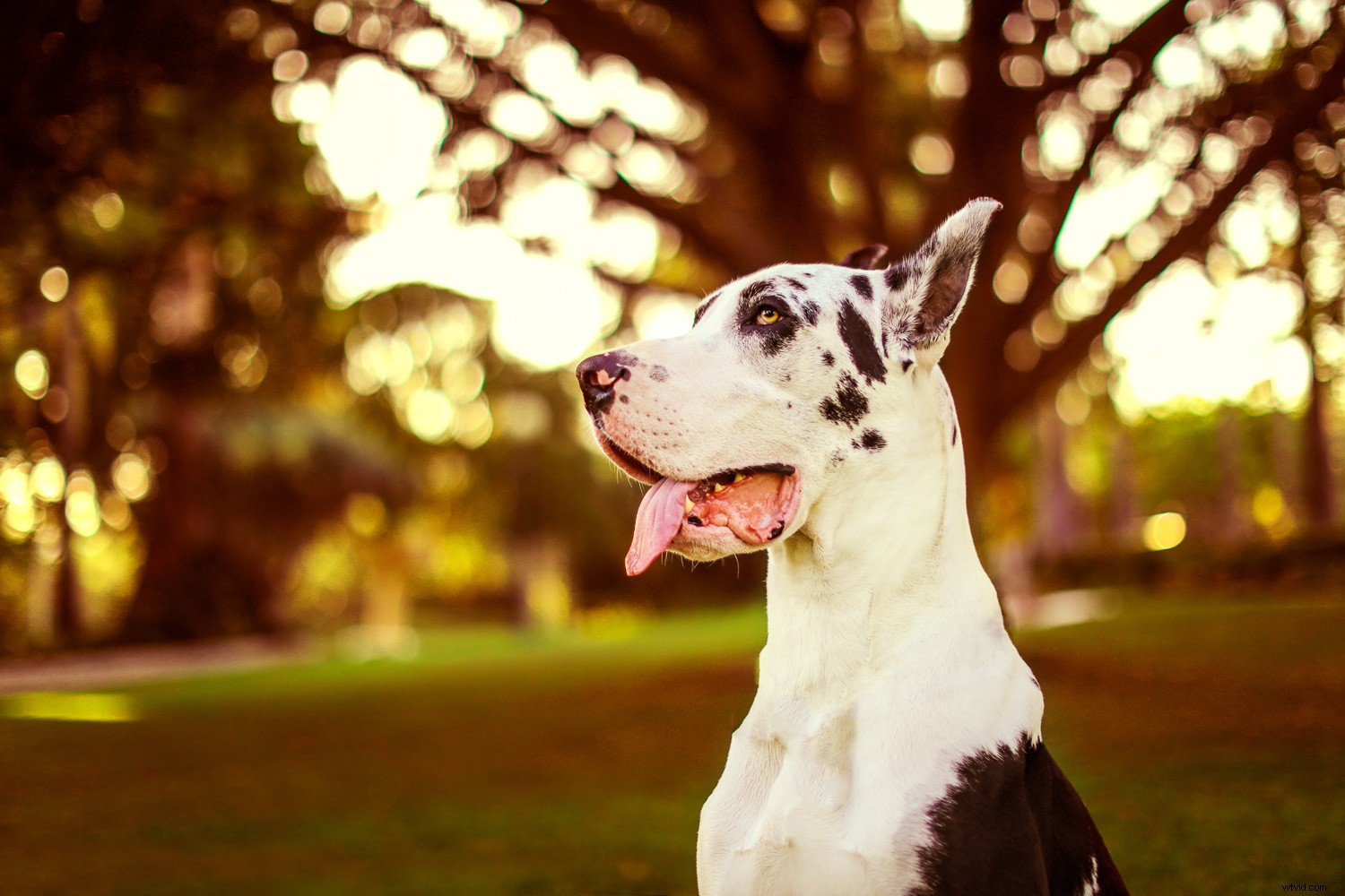 Unlock Fall Magic: Edit Your Photos for Stunning Autumn Vibes Anywhere