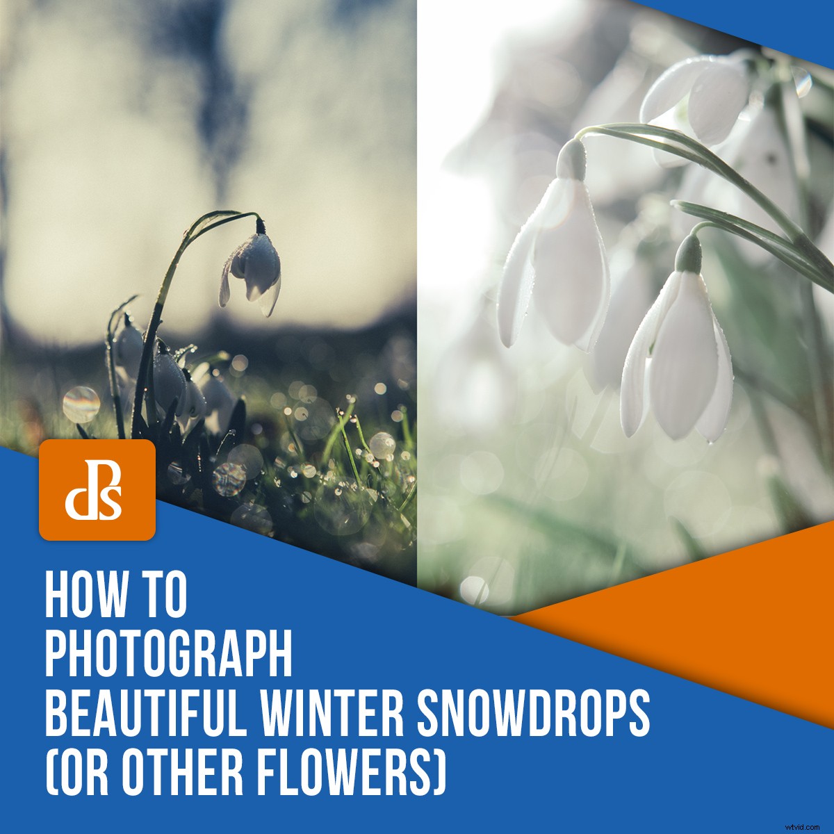 Expert Tips: Capturing Stunning Winter Snowdrop Photos (and Other Flowers)