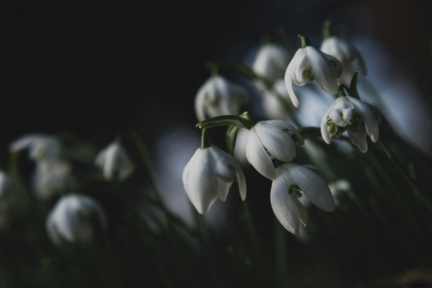 Expert Tips: Capturing Stunning Winter Snowdrop Photos (and Other Flowers)