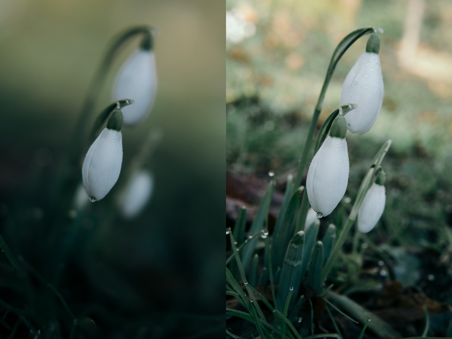 Expert Tips: Capturing Stunning Winter Snowdrop Photos (and Other Flowers)