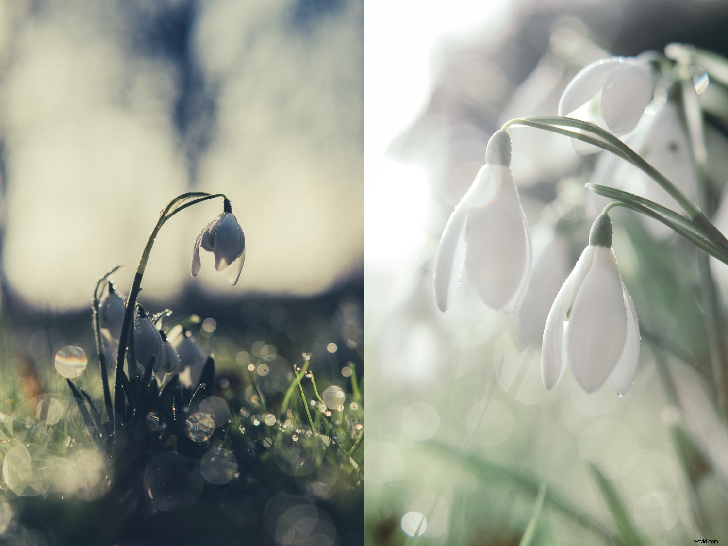 Expert Tips: Capturing Stunning Winter Snowdrop Photos (and Other Flowers)