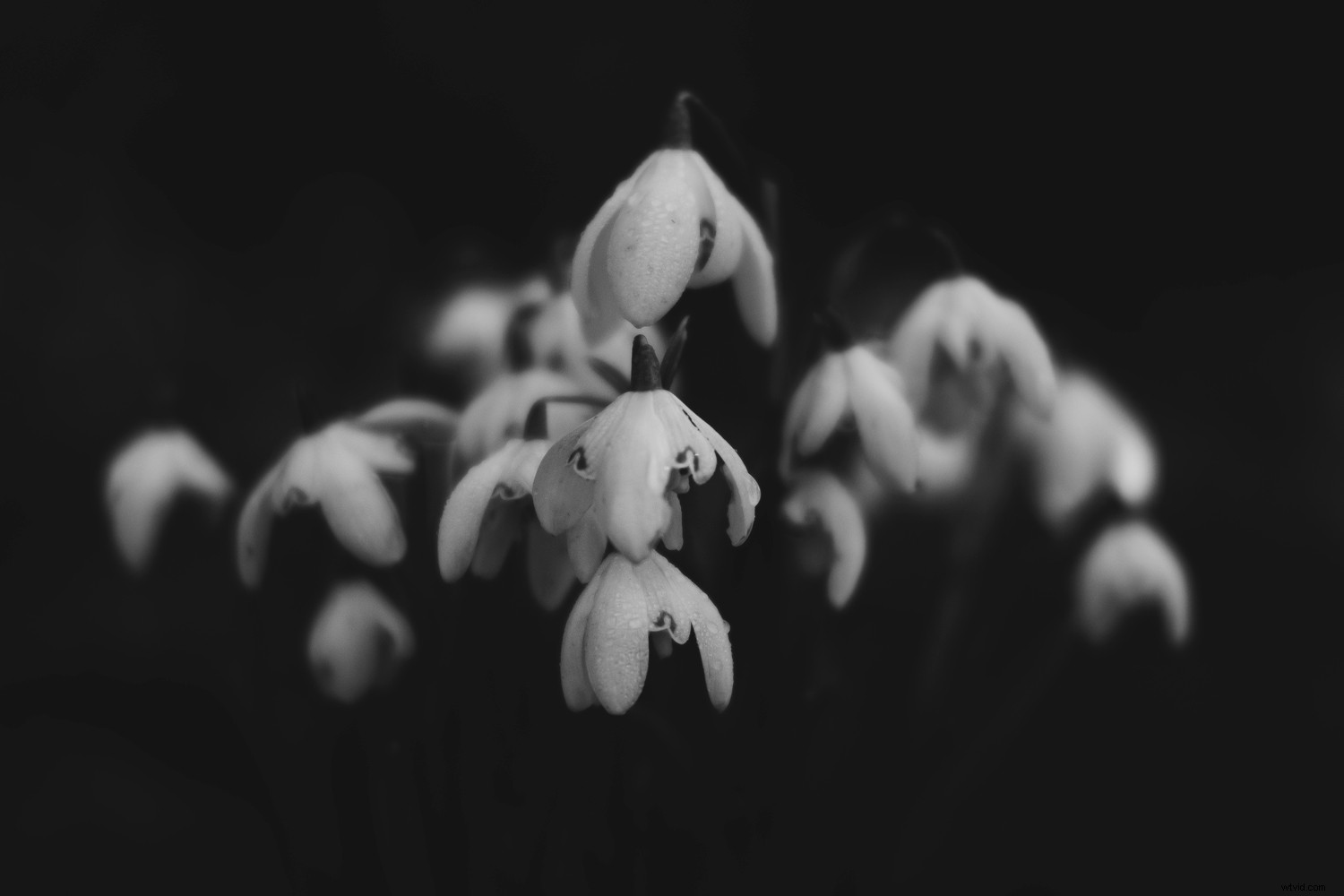 Expert Tips: Capturing Stunning Winter Snowdrop Photos (and Other Flowers)