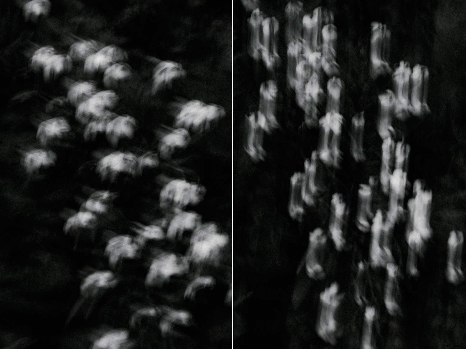 Expert Tips: Capturing Stunning Winter Snowdrop Photos (and Other Flowers)