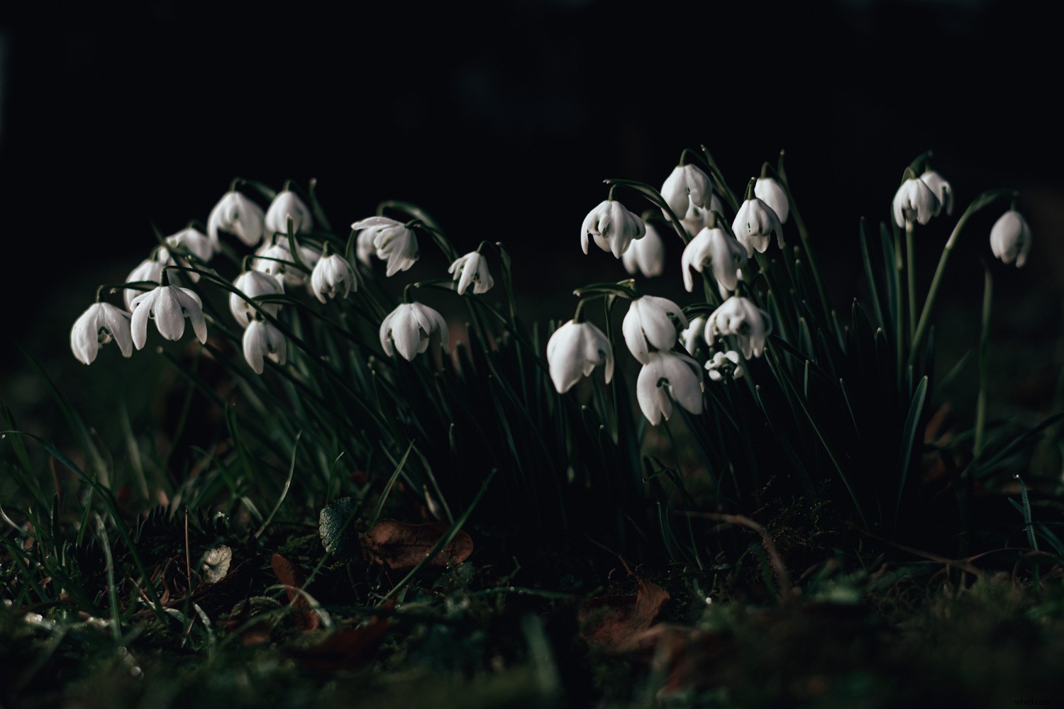 Expert Tips: Capturing Stunning Winter Snowdrop Photos (and Other Flowers)