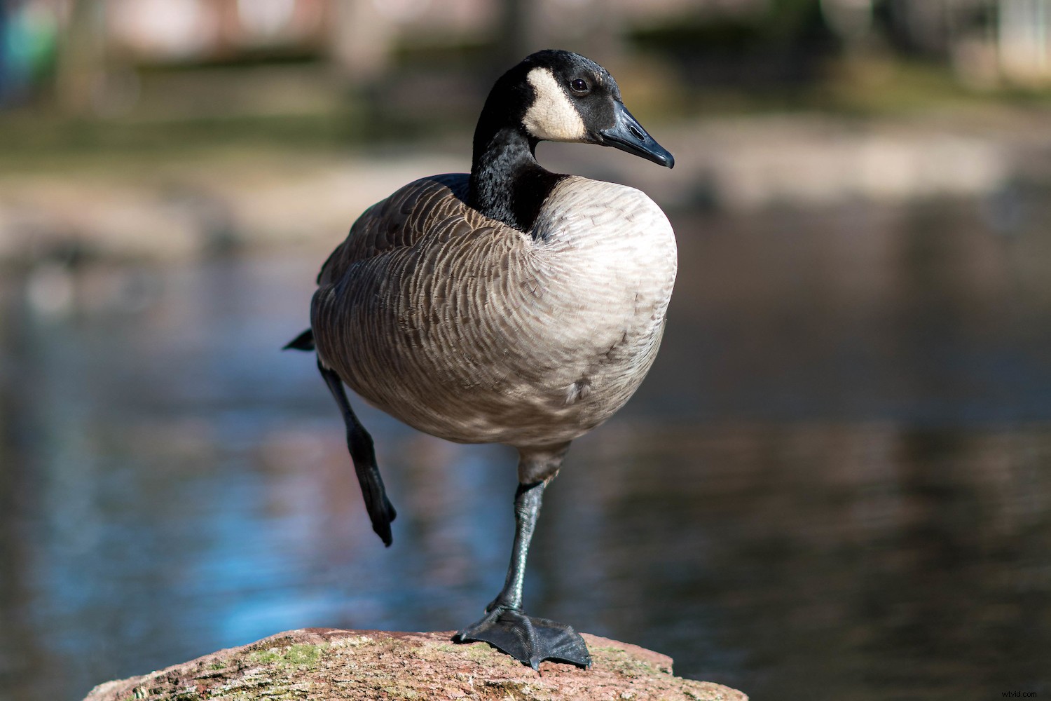 RAW vs. DNG: Key Differences and Why They Matter for Photographers