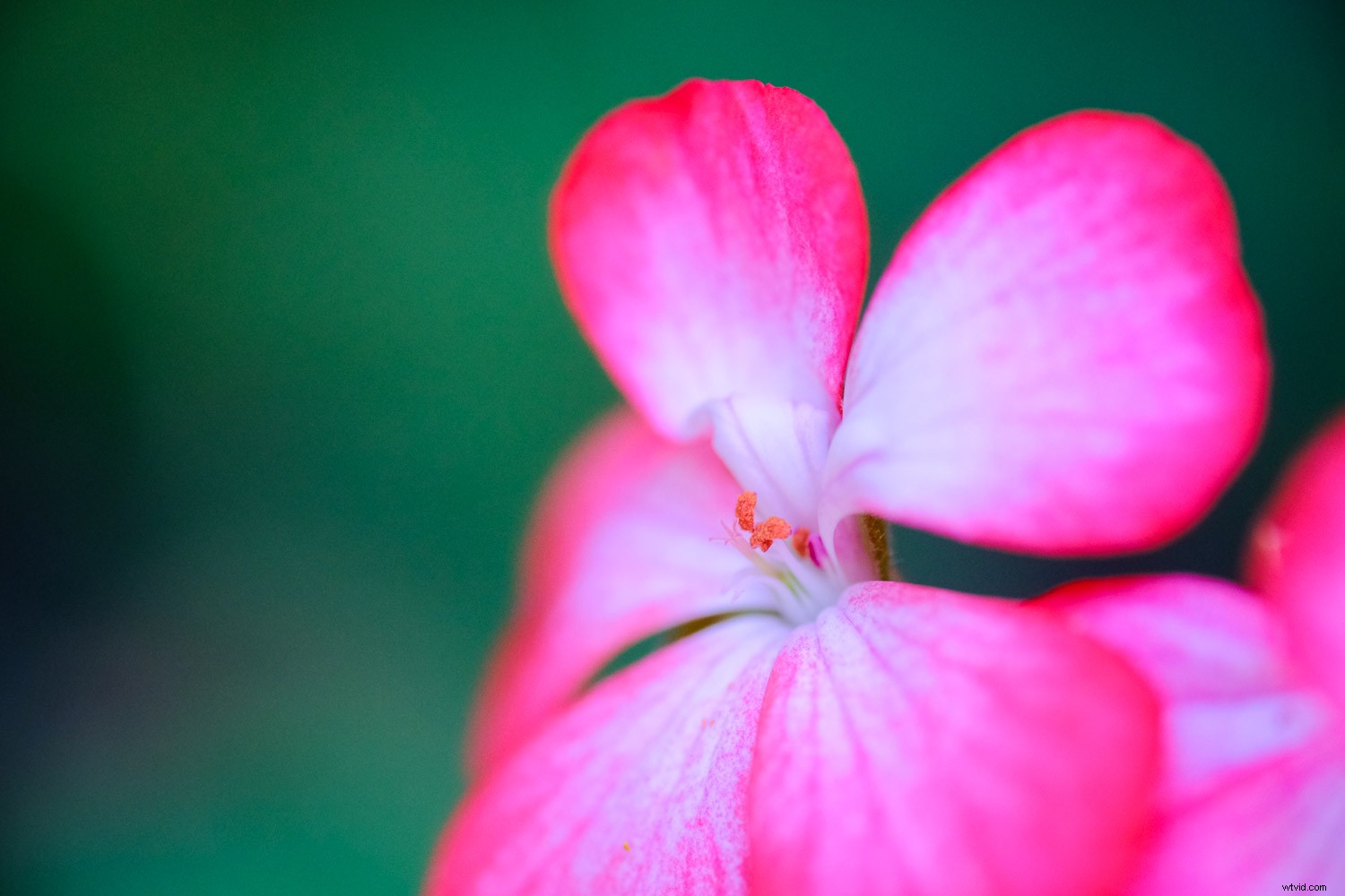 10 Everyday Objects to Photograph in Your Home: Creative Indoor Ideas