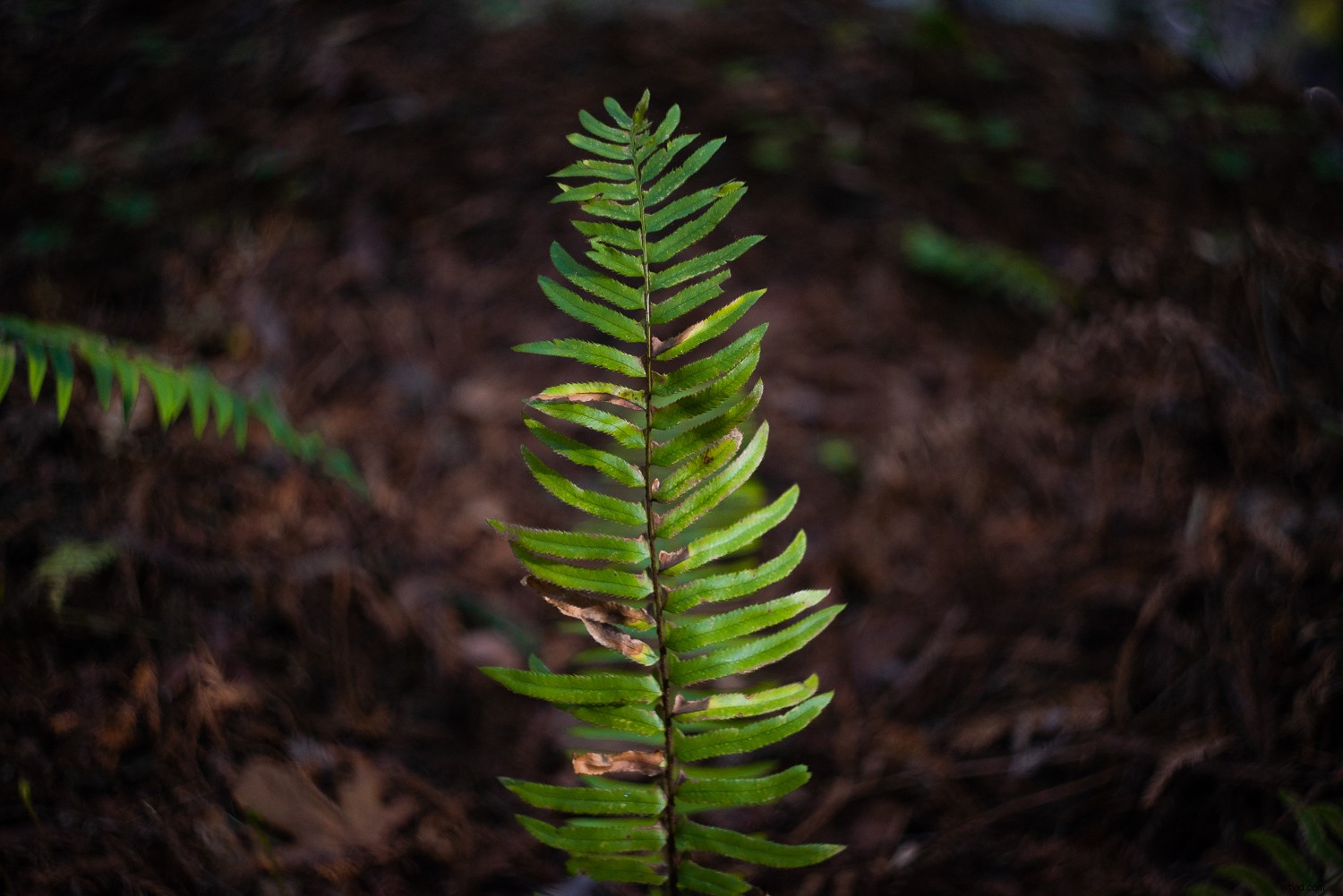 Embracing Lens Imperfections: Add Unique Character and Depth to Your Photography