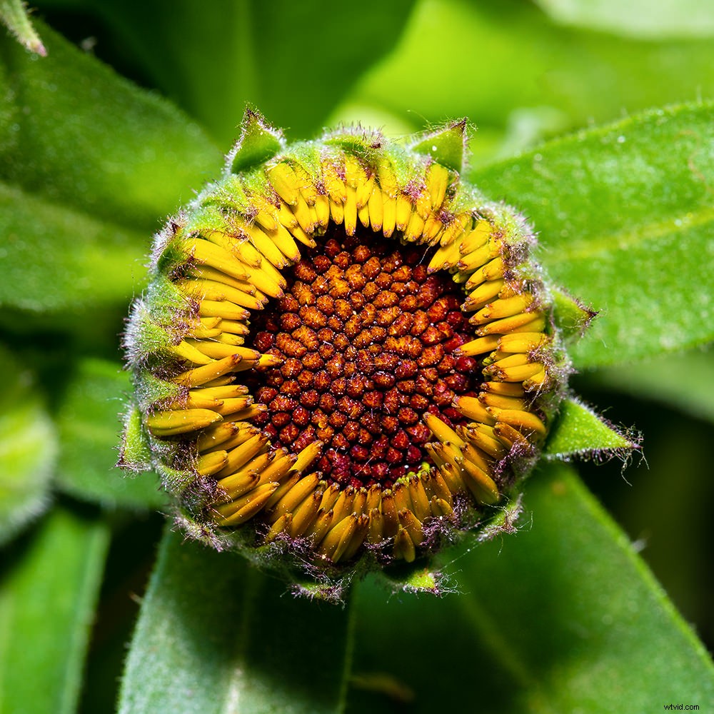 Weekly Photography Challenge: Capture the Essence of Green