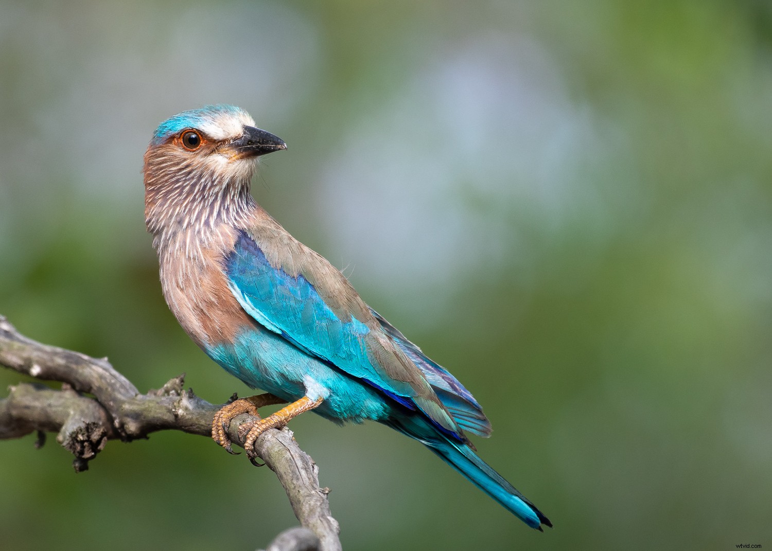 Weekly Photography Challenge: Capture the Essence of Green