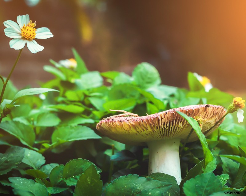 Mastering Aspect Ratios in Photography: Essential Guide for Stunning Compositions