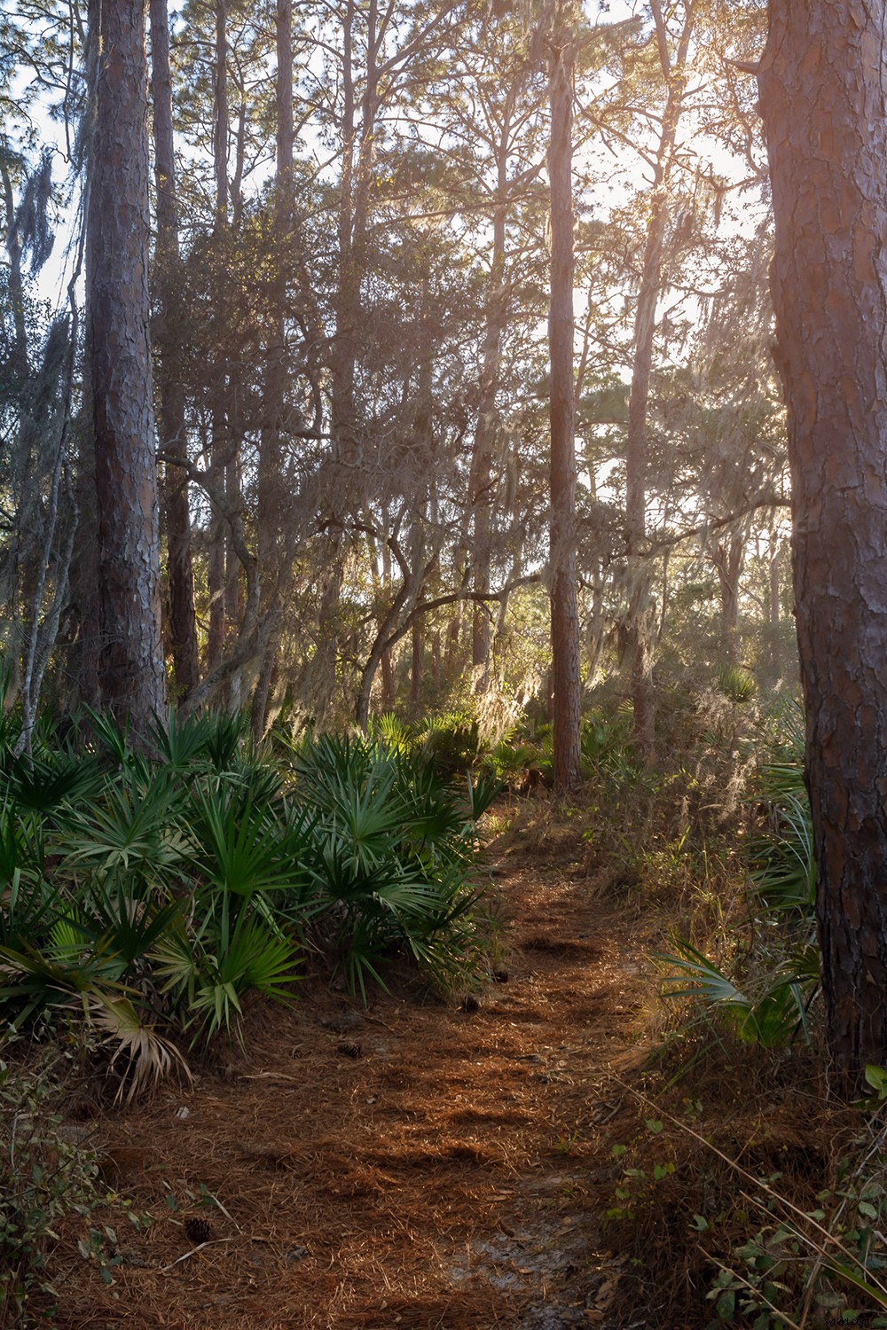 Mastering Aspect Ratios in Photography: Essential Guide for Stunning Compositions