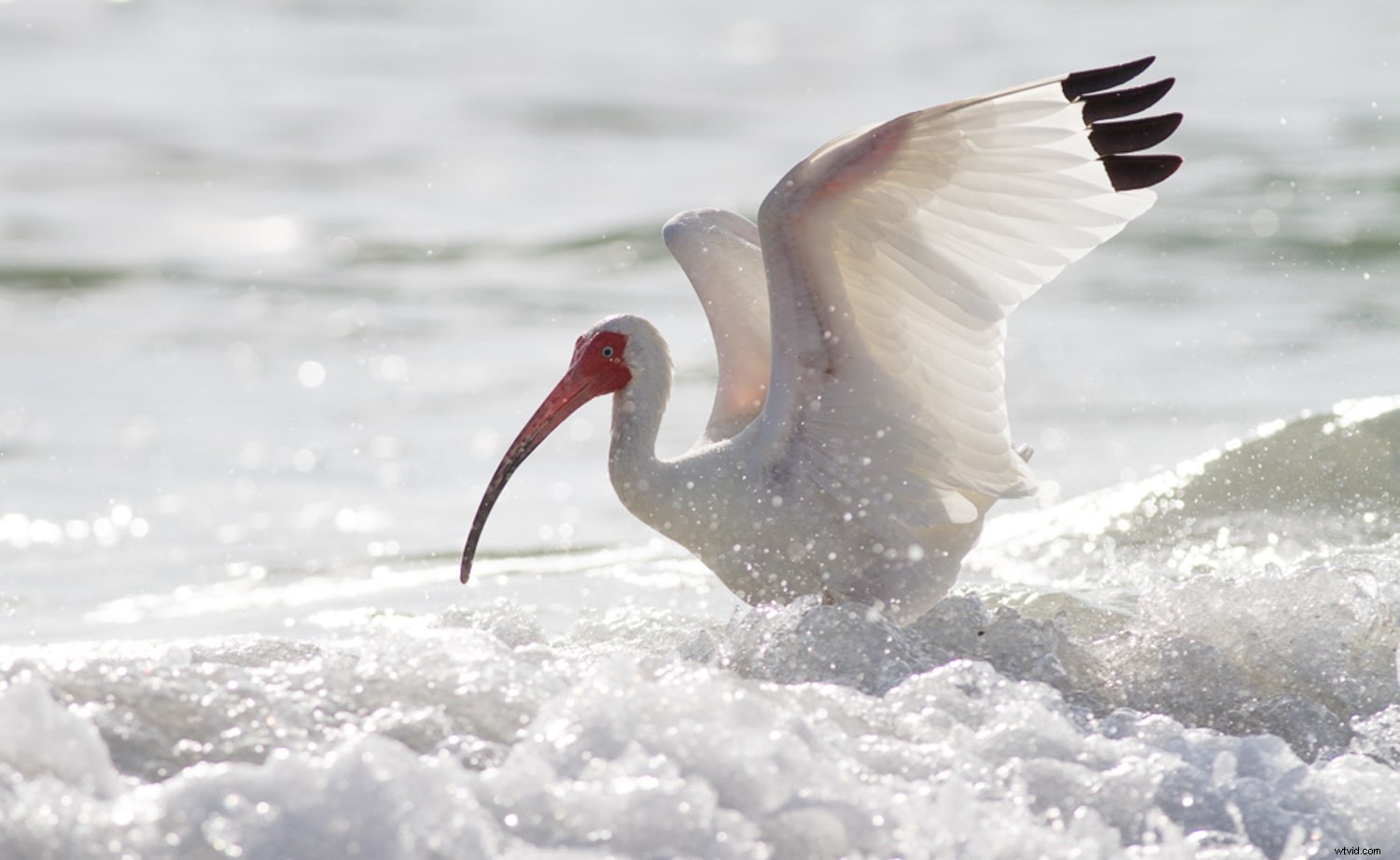 Master Focus Modes: Choose the Perfect One for Every Photography Scenario