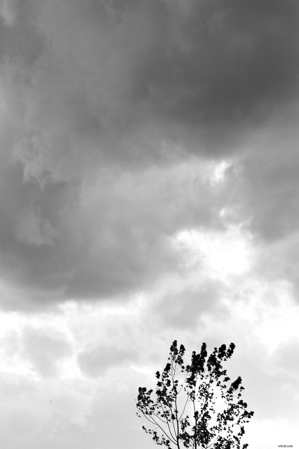 Master Focus Modes: Choose the Perfect One for Every Photography Scenario